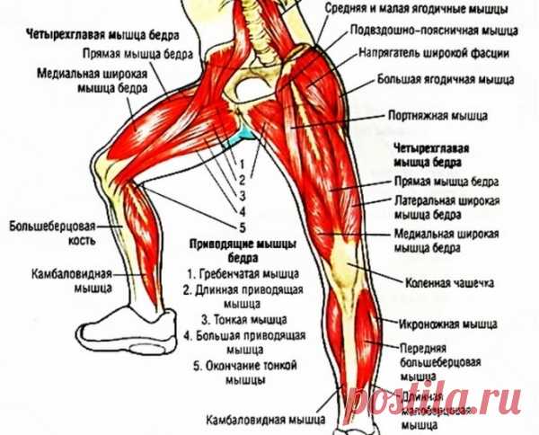 Какие мышцы работают при плавании брассом: польза и вред этого стиля для мужчин и для женщин, что он развивает?