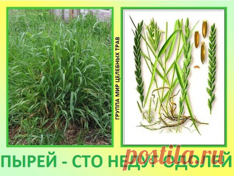 ПЫРЕЙ - СТО НЕДУГ ОДОЛЕЙ

Народные названия: корень-трава, собачья трава, червь-трава, житняк, собачий зуб, житец, понырь, ржанец, житвец, ортанец, дандур.

Пырей ползучий - известный и распространенный сорняк огородов. Все сорные растения обладают невероятной живучестью и плодовитостью. Пырей имеет длинное корневище, которое, если разрезать на кусочки, где есть хоть одна живая почка, моментально укореняется и начинает формировать новое самостоятельное растение. Отсюда его...