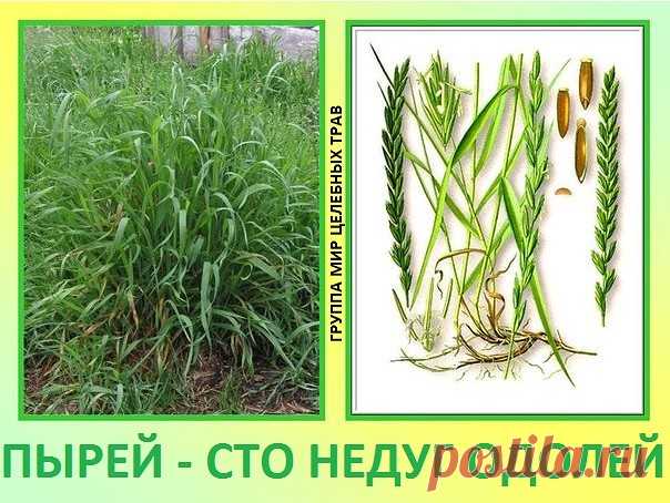 ПЫРЕЙ - СТО НЕДУГ ОДОЛЕЙ

Народные названия: корень-трава, собачья трава, червь-трава, житняк, собачий зуб, житец, понырь, ржанец, житвец, ортанец, дандур.

Пырей ползучий - известный и распространенный сорняк огородов. Все сорные растения обладают невероятной живучестью и плодовитостью. Пырей имеет длинное корневище, которое, если разрезать на кусочки, где есть хоть одна живая почка, моментально укореняется и начинает формировать новое самостоятельное растение. Отсюда его...