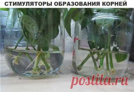 (89) Одноклассники