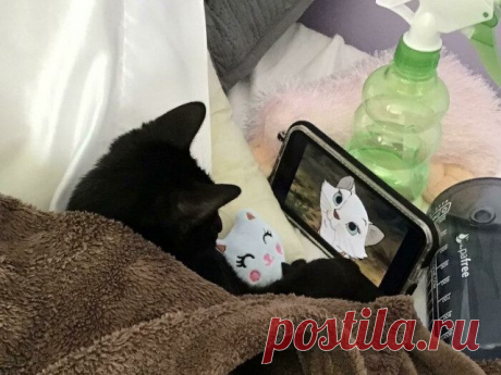 43 трогательные фотографии, показывающие, что домашним питомцам мягкие игрушки нужны не меньше, чем детям / Питомцы