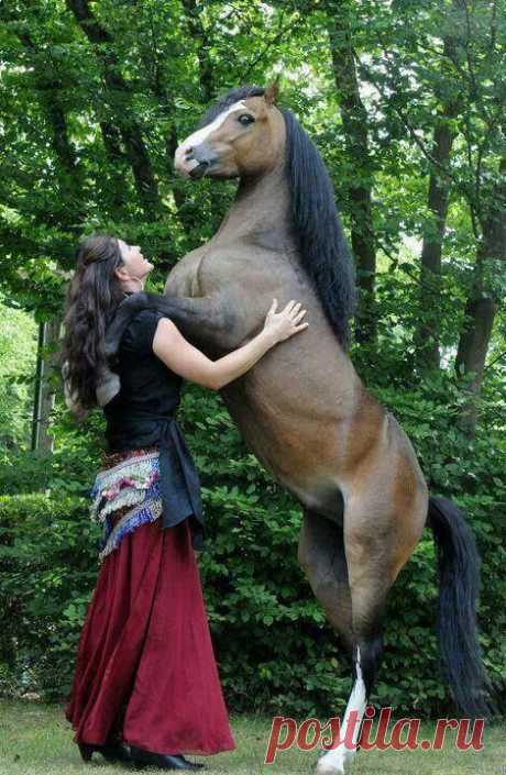 WOW !! | Параллельные МИРЫ | Horses, Horse And Rider and Animals