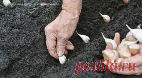 ВЫРАЩИВАЕМ КРУПНЫЙ ЧЕСНОК