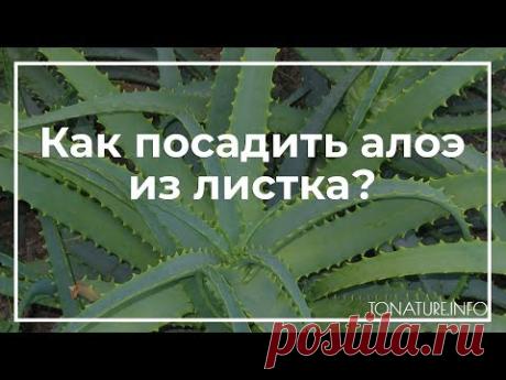 Как посадить алоэ из листка? | toNature.Info