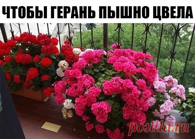 Хотите чтобы герань пышно цвела круглый год? - ПОИТЕ ЕЕ БРАЖКОЙ! 
Цветение будет продолжаться практически круглый год! Растение станет мощным, сильным, практически не будет подвержено солнечным ожогам, будет легко переносить жару и не будет болеть.
Состав эликсира очень прост и доступен:
Вода - 2,7 л
Дрожжи - 100 г
Сахар - 0,5 стакана
А вот, собственно, и сам рецептик:
В трехлитровую банку залейте 2,6-2,7 л отстоянной воды без хлора.
Разведите в теплой воде дрожжи, после ч...