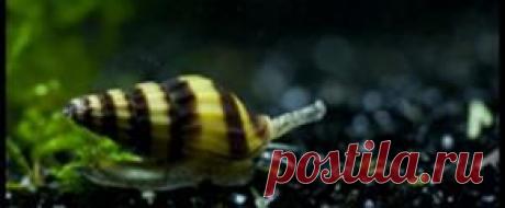 Другие обитатели