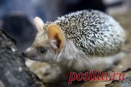 Швеция впервые внесет в красную книгу одно животное