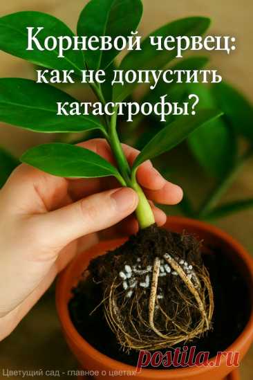 Как уберечь растения от корневого червеца? 5 простых правил... | Интересный контент в группе Цветущий сад