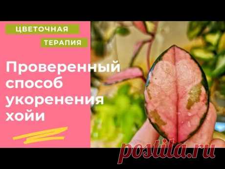 Простой и на 100 % работающий способ укоренения черенков хойи. Размножение.Советы при черенковании.