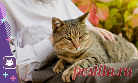 😿Какой возраст считается пожилым у кошек. Уход за пожилой кошкой | Нос, хвост, лапы | Яндекс Дзен