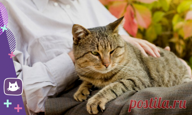 😿Какой возраст считается пожилым у кошек. Уход за пожилой кошкой | Нос, хвост, лапы | Яндекс Дзен