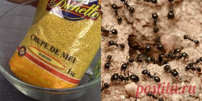 Как избавиться от муравьев в огороде навсегда