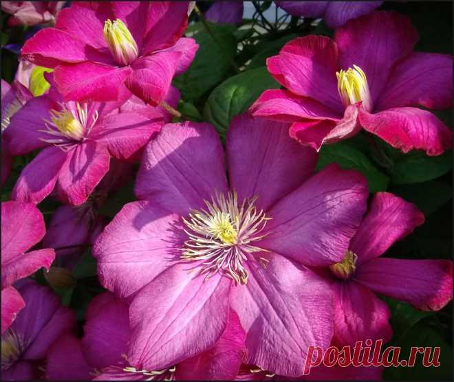 Клематисы. Выращиваем в садах и на балконе