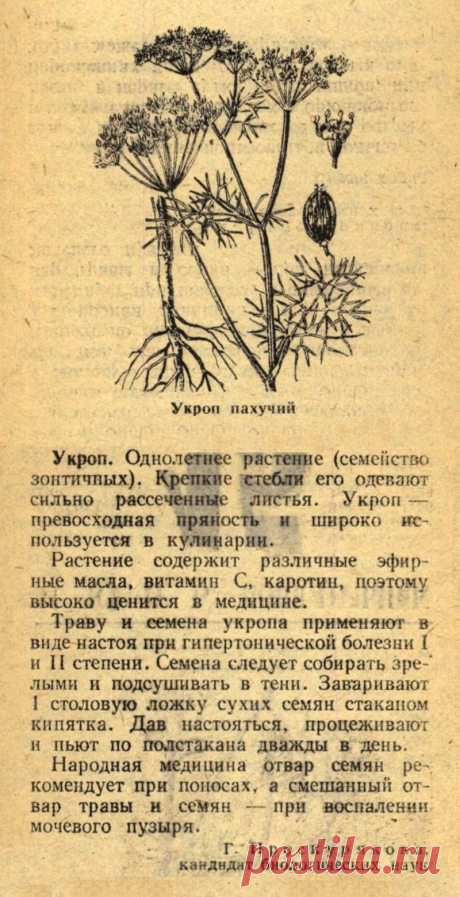 Укроп