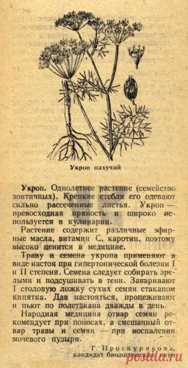 Укроп