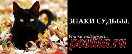 ЗНАКИ СУДЬБЫ. Хочется ясности, а окружают кошки и песец! Ищем подсказки.