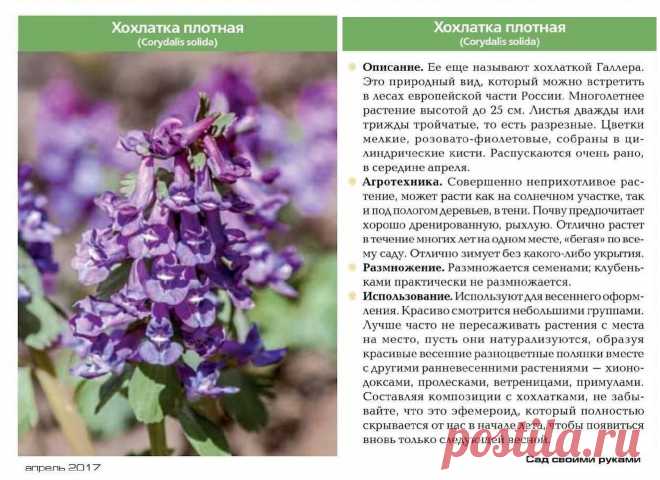 Хохлатка плотная