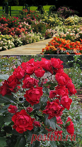 Немного о розах. Галина Панкратова. Уход за розами.: Группа Цветы и флористика