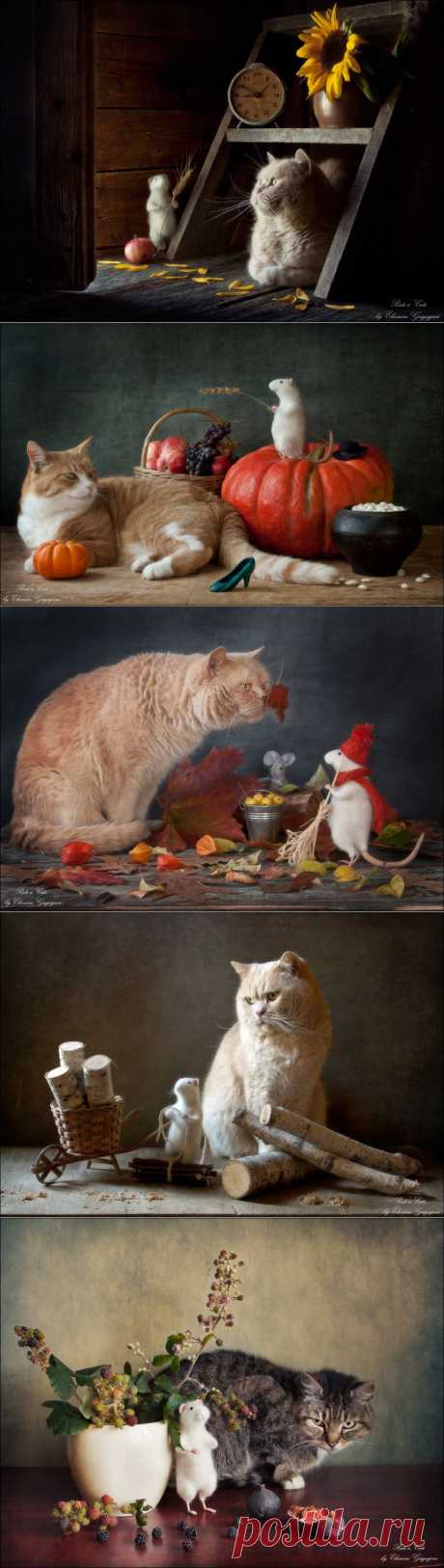 35PHOTO - Eleonora Grigorjeva - Rats'n'Cats. Вот и осень...