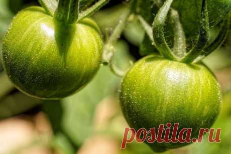 Необычный продукт для борьбы с гипертонией и холестерином Помидоры входят в число самых популярных овощей. Их используют во многих кухнях мира, отмечая не только их вкус, но и пользу для организма. Однако, как выяснилось, пользу могут принести даже зеленые помидоры. К такому выводу пришли сербские врачи.Оказывается, в зеленых помидорах...