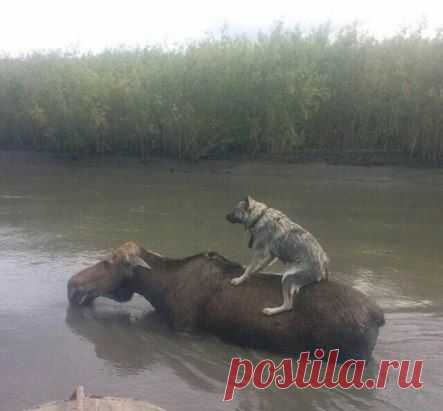 (81) Одноклассники