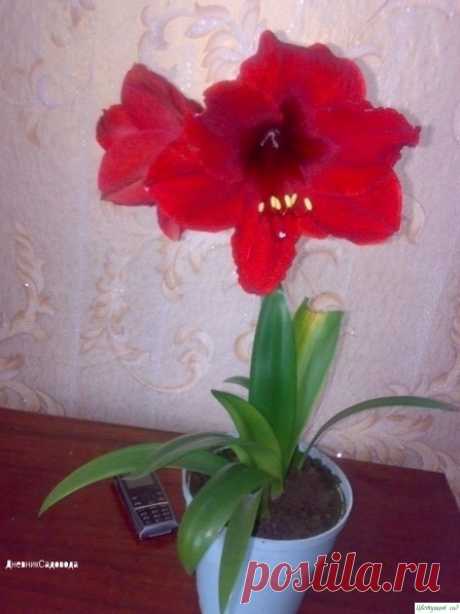 Κaк зaстaвить ΓИΠΠЕАСТРУΜ цвести.