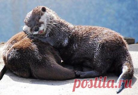 Очаровательные «подушки» / Питомцы