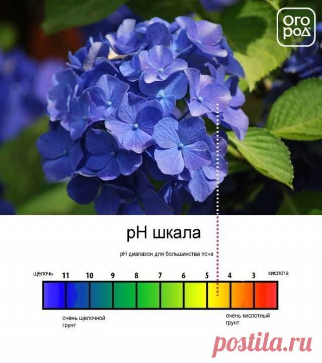 Сажаем гортензию в открытый грунт | Деревья и кустарники (Огород.ru)