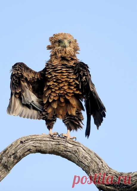 Придумай название....

Орёл-скоморох, или фигляр / Bateleur (лат. Terathopius ecaudatus), автор Ross Couper.

#Придумай_подпись@birdslovers