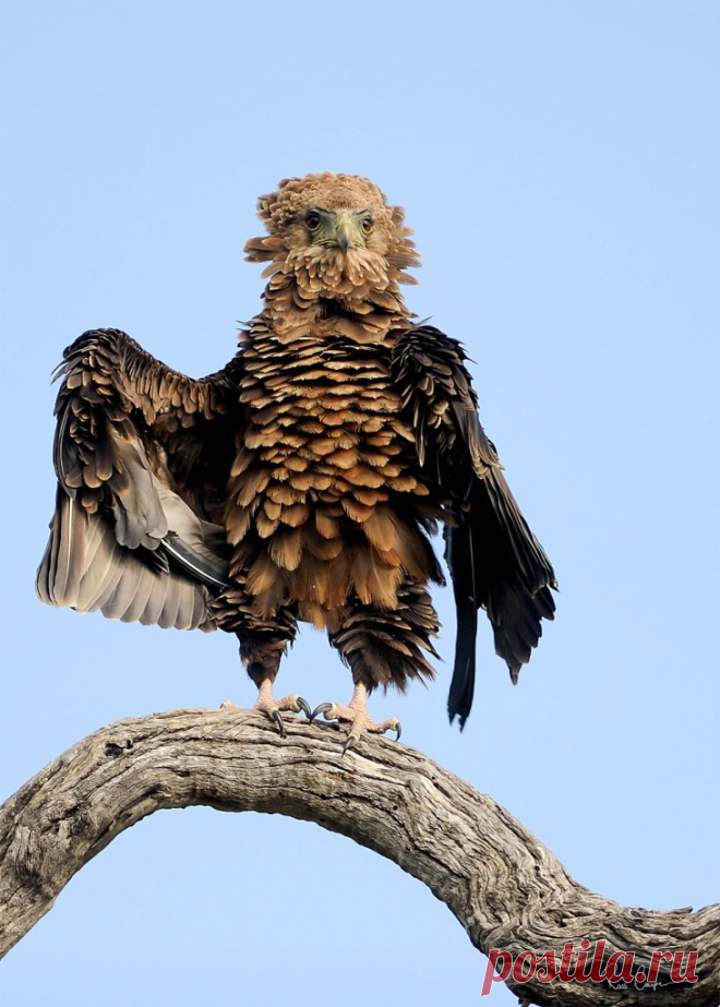 Придумай название....

Орёл-скоморох, или фигляр / Bateleur (лат. Terathopius ecaudatus), автор Ross Couper.

#Придумай_подпись@birdslovers