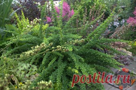 Барбарис, посадка и уход – выращиваем кустарник правильно! Барбарис, посадка и уход в открытом грунте – удобрение, полив, обрезка, подготовка к зиме, вредители и болезни, виды и сорта, мульчирование, секрет красивого…