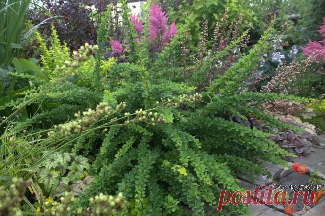 Барбарис, посадка и уход – выращиваем кустарник правильно! Барбарис, посадка и уход в открытом грунте – удобрение, полив, обрезка, подготовка к зиме, вредители и болезни, виды и сорта, мульчирование, секрет красивого…