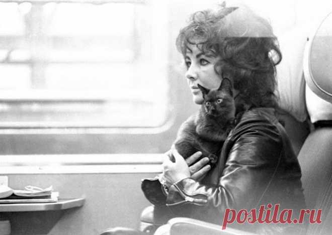 Очень редкие фотографии уникальных людей и моментов! » Юмор ФМ - Главный по юморуКот и Элизабет Тейлор на Лионском вокзале, Париж, 1971 год