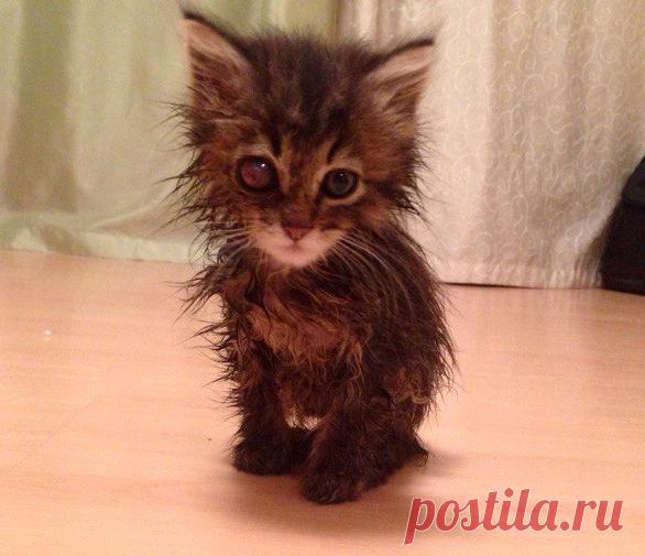 Подобрали этого маленького полуживого терминатора прямо с проезжей части...