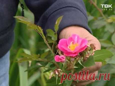 Советы тети Тани. Розы