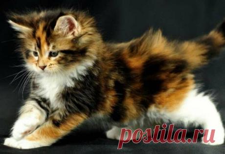 Как окрас шерсти вашей кошки влияет на вашу судьбу? | На каблуке | Яндекс Дзен