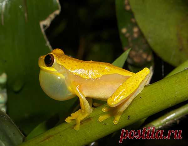 Есть ли универсальный код языка животных? | Все умницы