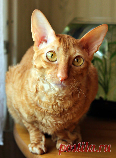 Корниш-рексы: 7 особенностей породы и потрясающие фото | Зверополис | Яндекс Дзен