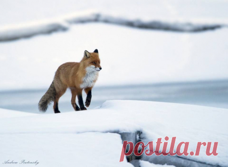 Facebook
Андрей Прутенский, автор фото: «Старый лис проверяет владения, каждое утро следуя одним и тем же маршрутом вдоль реки. Поначалу он опасался белой маскировочной палатки, но дня через три осмелел и уже не упускал возможности заглянуть в здоровенную лобовую линзу телеобъектива».

Смотрите также другие работы автора: www.nat-geo.ru/author/user43808