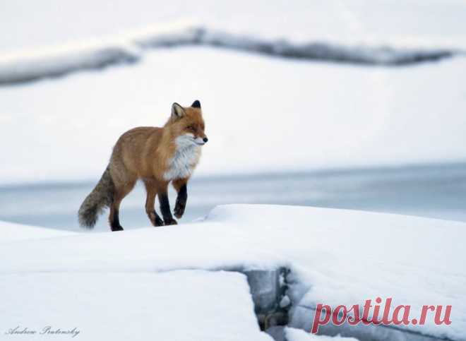 Facebook
Андрей Прутенский, автор фото: «Старый лис проверяет владения, каждое утро следуя одним и тем же маршрутом вдоль реки. Поначалу он опасался белой маскировочной палатки, но дня через три осмелел и уже не упускал возможности заглянуть в здоровенную лобовую линзу телеобъектива».

Смотрите также другие работы автора: www.nat-geo.ru/author/user43808
