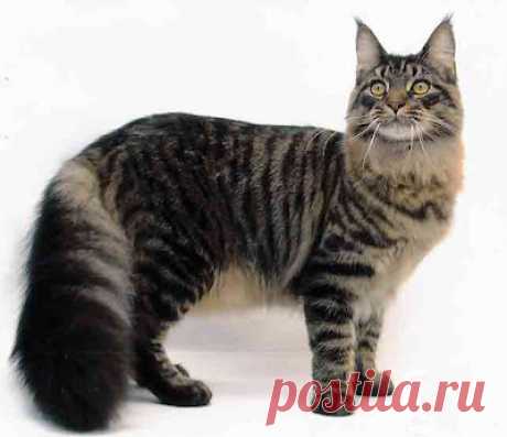 Cute&Cool Pets 4U: Кошки мейн-куны