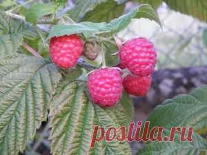 Как ухаживать за малиной веснойЩедрая земля