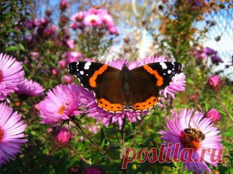 Красивые фото Большая бабочка,  красивые обои Большая бабочка для рабочего стола