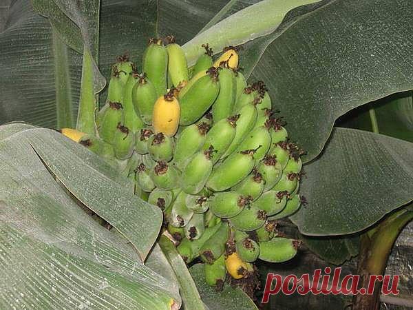 ***ОКОННОЕ ПЛОДОВОДСТВО*** | Записи в рубрике ***ОКОННОЕ ПЛОДОВОДСТВО*** | Дневник DEIZI