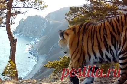Амурский тигр вышел из леса ради одной минуты покоя