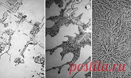 Чудо человеческого тела