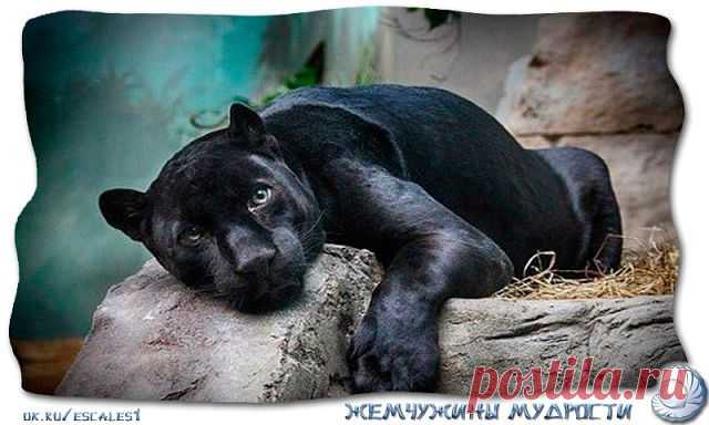 Жемчужины мудрости