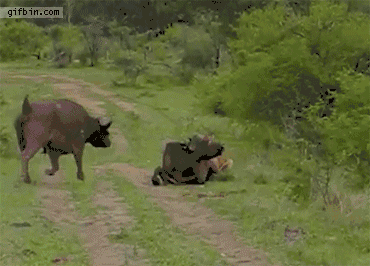 Animal Gifs - Google+