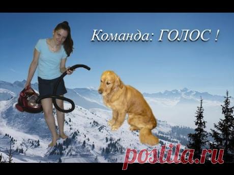 Дрессировка собаки. Команда: ГОЛОС!