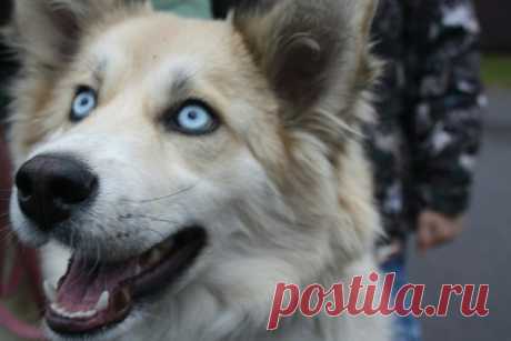 Раменский район
Замечательная девчонка около года ищет самых лучших родителей. Приучена к поводку. Отлично подойдёт в частный дом не на цепь. Адекватна к кошкам и другим собакам.
Прекрасно ладит с детьми. 
Отдаётся только совершеннолетним и по договору с ненавязчивым отслеживанием судьбы 
Фотоальбом https://vk.com/album-155121940_249086340
Доставка по МО.
89262803050
https://vk.com/id4295253